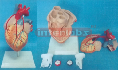 MIDDLE ADULT DISEASE HEART MODEL WITH BYPASS